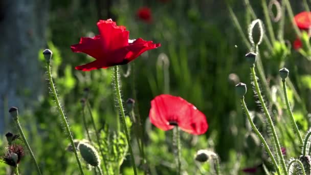 Ein Leuchtend Roter Mohn Zieht Bienen Attraktive Leuchtend Rote Farb — Stockvideo