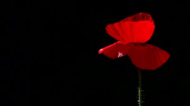 Kırmızı, ihale, hava, hayat veren poppy. ışık Game.Poppy Rhapsody.Red ve siyah background.inematic arka plan. Çiçek açması Kırmızı gelincik. Meltem haşhaş, yumuşak hareketler. Narin, kırmızı bahçe alanı olarak. Poppy, dokulu açık. Akşam idil.