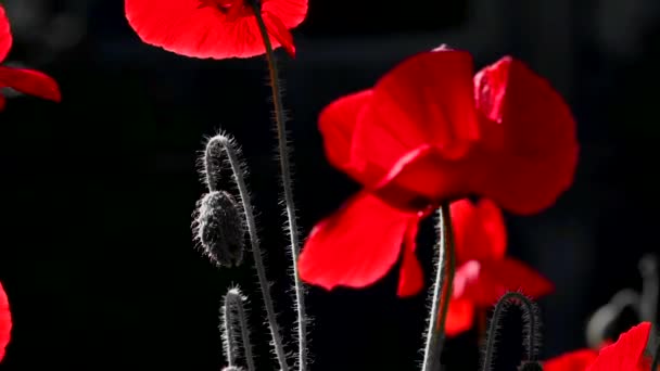 Červené Jemné Vzduch Životodárnou Máku Světle Game Poppy Rhapsody Red — Stock video