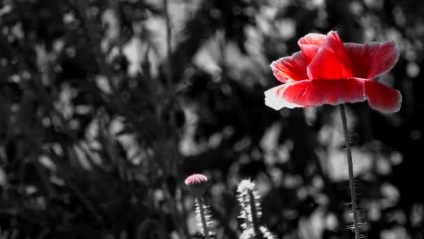 红色和黑色背景 燃烧视图 自然和美丽 大自然幻想的活生生的化身 一只罂粟在风中弹出 美丽的罂粟新鲜 一丝微风 — 图库视频影像