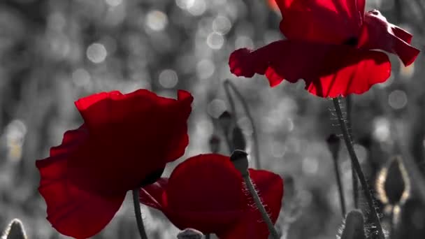 红色和黑色背景 燃烧视图 自然和美丽 大自然幻想的活生生的化身 一只罂粟在风中弹出 美丽的罂粟新鲜 一丝微风 — 图库视频影像
