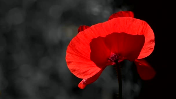 Red Black Contrasting Red Color Black Background Red Poppy Moonlight — стоковое видео