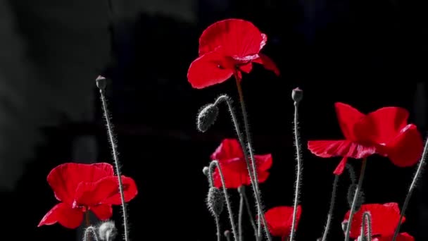 Merah Dan Black Contrasting Warna Merah Pada Background Red Poppy — Stok Video