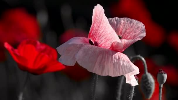 Pembe Poppy Haşhaş Idyll Night Renkleri Çekim Işığı Çiçeklenir Ağır — Stok video