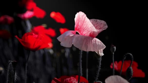Pembe Poppy Haşhaş Idyll Night Renkleri Çekim Işığı Çiçeklenir Ağır — Stok video