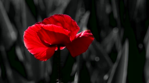 月明かりの下でケシの花 色の夜の撮影 ポピーの人口 ブランドのブラッドレッド ポピーの芝生のスタイリング ガーデン エリアに繊細な赤は ポピー 織り目加工のフロント — ストック動画