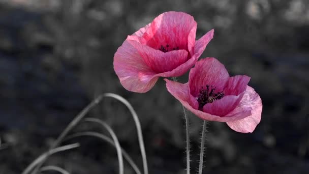 月明かりの下でケシの花 色の夜の撮影 ポピーの人口 ブランドのブラッドレッド ポピーの芝生のスタイリング ガーデン エリアに繊細な赤は ポピー 織り目加工のフロント — ストック動画