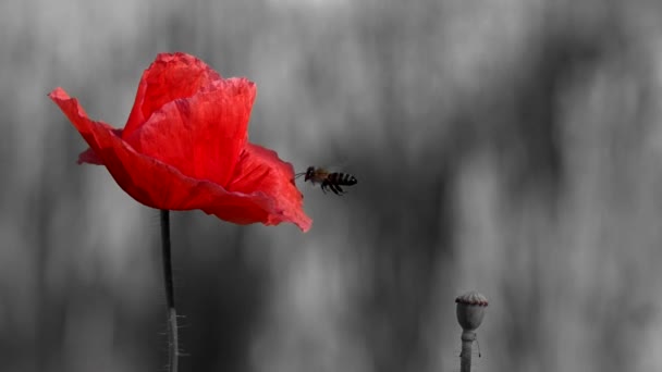 Poppies Moonlight Night Shooting Colors Population Poppies Blood Red Brand — Stock Video