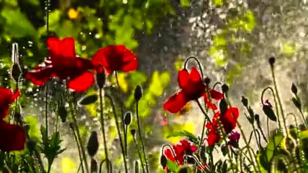 Salpicaduras Agua Fondo Amapolas Reconfortan Con Placer Amapolas Campo Arco — Vídeos de Stock