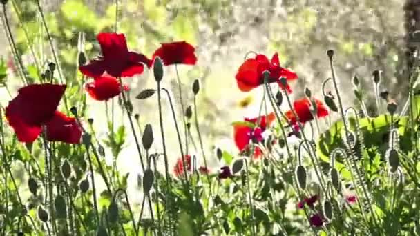 Salpicaduras Agua Fondo Amapolas Reconfortan Con Placer Amapolas Campo Arco — Vídeo de stock