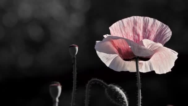 粉红罂粟在彩虹场环境中的罂粟 在黑暗的背景上盛开的罂粟花 罂粟的数量 脆弱的 微妙的生物 桌面装饰 — 图库视频影像