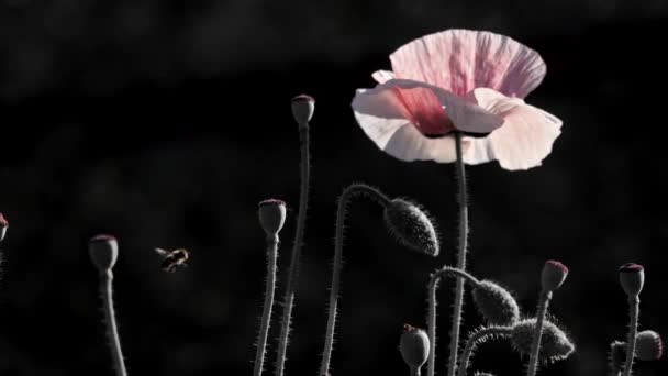 Pembe Poppy Haşhaş Gökkuşağı Alan Ortamında Karanlık Bir Arka Plan — Stok video