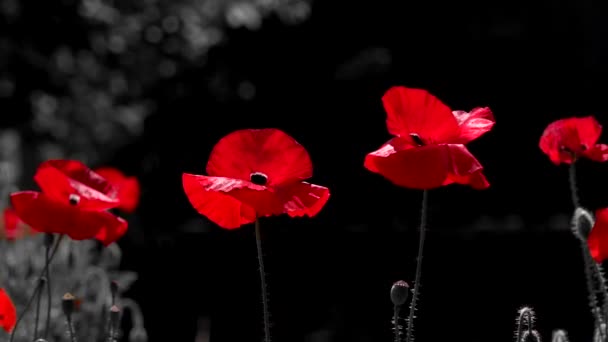 Vermelho Dominante Cores Contraste Poppy Blossoming Papoilas Fundo Sombrio Vermelho — Vídeo de Stock