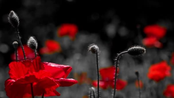 Frontale Panorama Dominante Rode Contrast Kleuren Poppy Bloeiende Klaprozen Een — Stockvideo