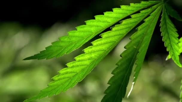 Grön Stora Blad Cannabis Den Bakgrundsbelyst Kväll Ljus Hampa Leaves — Stockvideo