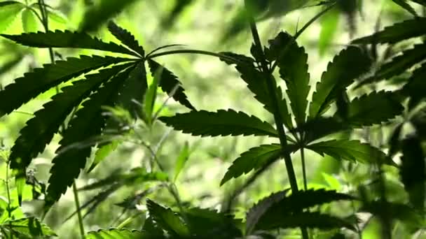 Een Groen Large Blad Van Cannabis Backlit Avond Lichte Hennep — Stockvideo