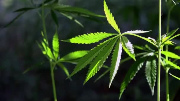Grön Stora Blad Cannabis Bakgrundsbelyst Kvällen Ljus Hampa Lämnar Solen — Stockvideo