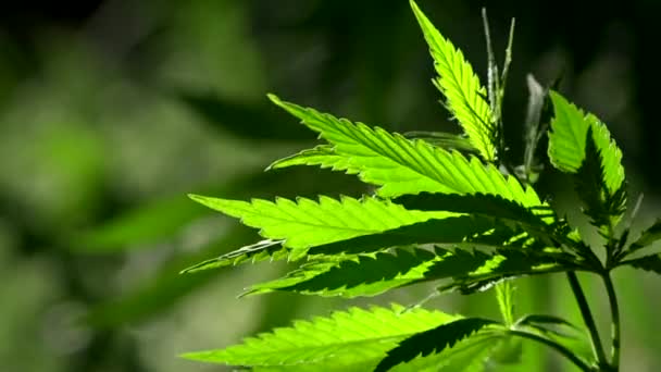 Ein Grünes Großes Blatt Cannabis Die Beleuchtete Abends Helle Hanfblätter — Stockvideo