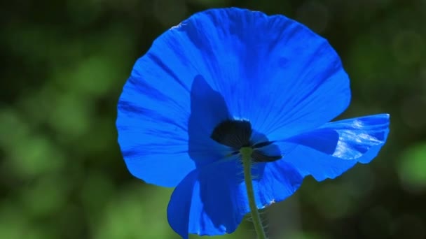 Blue Poppy Green Background Easy Movement Poppies Meadow Rare