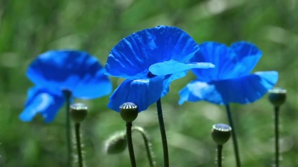 Coquelicot Bleu Sur Fond Vert Mouvement Facile Des Coquelicots Dans — Video