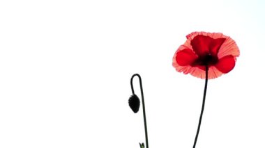 Beyaz zemin üzerine kırmızı gelincik. Bud tomurcukları sway. Şeffaf kırmızı haşhaş yaprakları. Beyaz bir arka plan üzerinde doğal poppy. Haşhaş tomurcuk hafif bir rüzgar esiyor. Meditatif bir resim.