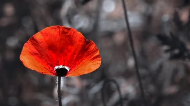 Poppy Budidaya Sebuah Poppy Merah Besar Dengan Batas Putih Angin — Stok Video