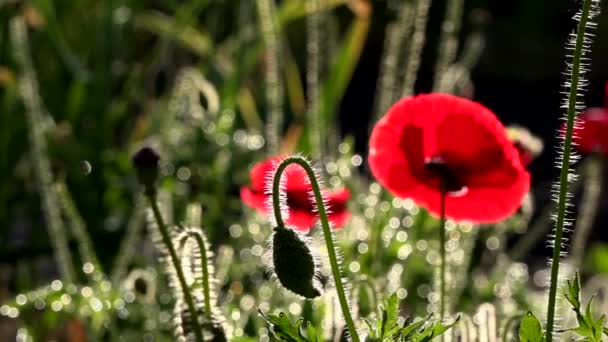 Gramado Papoula Sol Reflexão Luz Nas Pétalas Papoula Focos Flores — Vídeo de Stock