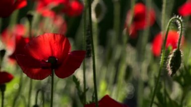 Haşhaş çim güneşin. Haşhaş yaprakları ışığın yansıması. Odak haşhaş çiçeklenir. Haşhaş ekimi. Meditatif bir resim. Haşhaş tomurcuk hafif bir rüzgar esiyor. Şeffaf kırmızı haşhaş yaprakları ile.