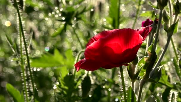 Маковий Газон Сонці Відбиття Світла Макових Пелюстках Фокусі Макових Квітів — стокове відео