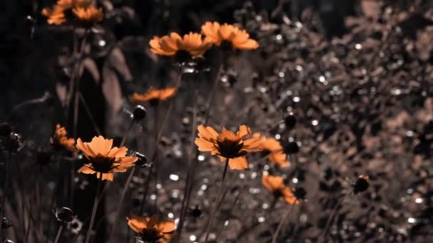 Δημιουργώντας Μια Διάθεση Λουλούδια Αντιθέσεις Της Φύσης Τις Φωτεινές Ακτίνες — Αρχείο Βίντεο