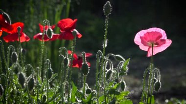 Parlak kırmızı poppy, arılar çekiyor. Parlak, sulu, Mayıs çiçek. Bir ruh hali oluşturmak. Tezat olabilir. Narin bir çiçek. Yeşil bir arka plan üzerinde nazik, yabani çiçek bahar. Alan haşhaş kutularca sway. rüzgarda. Güzel, nazik, alan haşhaş.