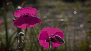 Olağandışı cola parlak kırmızı poppy, arılar çekiyor. Parlak, sulu, Mayıs çiçek. Bir ruh hali oluşturmak. Tezat olabilir. Narin bir çiçek. Alan haşhaş kutularca sway. rüzgarda. Güzel, nazik, alan haşhaş.