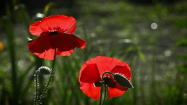 Parlak kırmızı poppy, arılar çekiyor. Parlak, sulu, Mayıs çiçek. Bir ruh hali oluşturmak. Tezat olabilir. Narin bir çiçek. Yeşil bir arka plan üzerinde nazik, yabani çiçek bahar. Alan haşhaş kutularca sway. rüzgarda. Güzel, nazik, alan haşhaş.