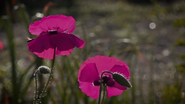 異常なコーラ明るい赤いケシ 蜂を魅了します 明るい ジューシーな 月の花 気分を作成します コントラストを可能性があります 繊細な花です フィールド ケシのボックスを左右します — ストック動画