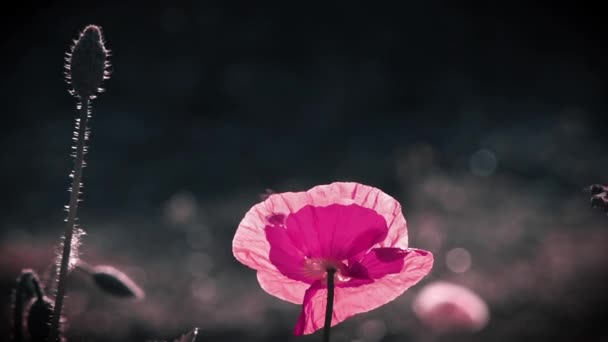 Cor Rosa Poppy Unusual Cor Poppy Raios Sol Iluminar Flor — Vídeo de Stock