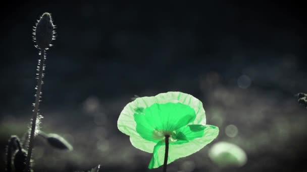 绿色罂粟 不寻常的彩色罂粟 太阳的光芒照亮了罂粟花 在阳光下的罂粟草坪 微妙的罂粟花瓣 阳光照射 在聚焦罂粟花 白色边框的大红色罂粟 这朵花是无味的 — 图库视频影像