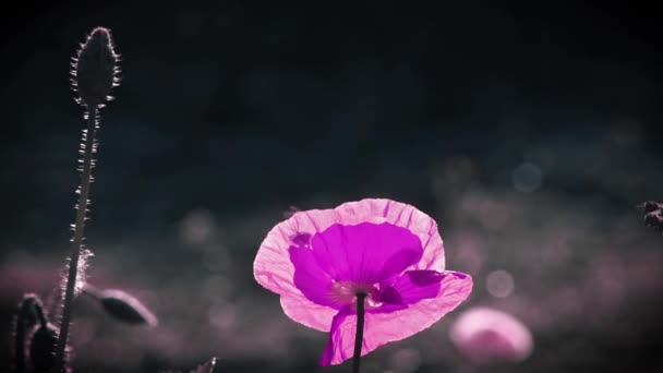 Cor Rosa Poppy Unusual Cor Poppy Raios Sol Iluminar Flor — Vídeo de Stock