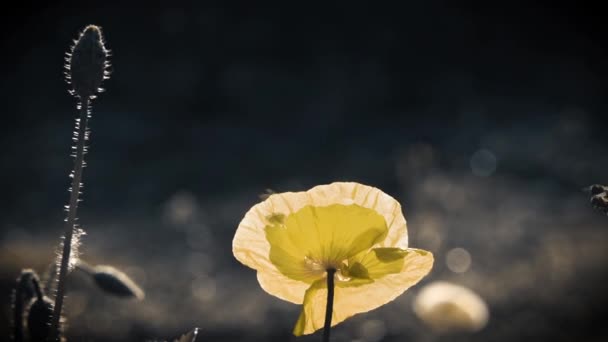 黄色のケシの色 珍しい色のポピー 太陽の光は ケシの花を照らします 太陽の下でケシの芝生 日光に照らされた ケシの繊細な花びら フォーカスのケシの花 白い枠で大きな赤いケシ 花は無臭 — ストック動画