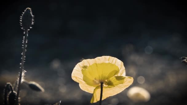 Color Amarillo Amapola Color Inusual Los Rayos Del Sol Iluminan — Vídeo de stock