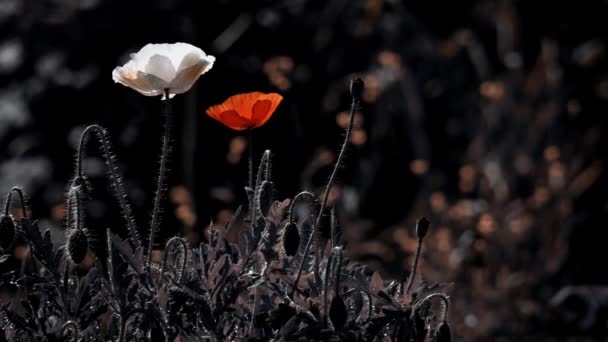 Lyckad Kombination Färger Stiliserad Bild Vallmo Magiskt Blommor Gräsmattan Reflektion — Stockvideo