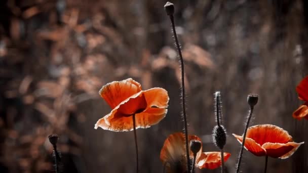 Successful Combination Colors Stylized Picture Poppies Magic Flowers Lawn Reflection — Stock Video