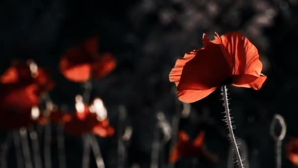 Poppy Fundo Escuro Brilho Luz Imagem Estilizada Combinação Bem Sucedida — Vídeo de Stock