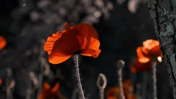Poppy Dark Background Glare Light Stylized Picture Successful Combination Colors — Stock Video