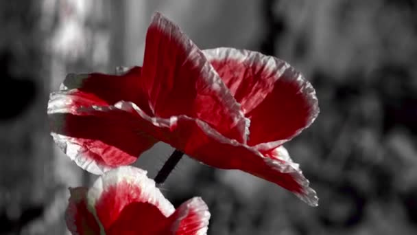 Eine Seltene Farbe Eines Blühenden Mohn Blühender Mohn Auf Dunklem — Stockvideo