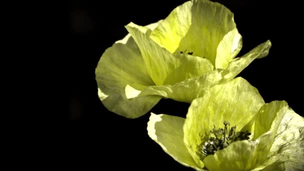 Contrastando Cor Amarela Fundo Preto Poppies Florescendo Fundo Escuro Cores — Vídeo de Stock