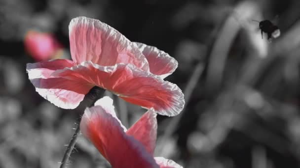 黑色背景上的粉红色罂粟 大黄蜂在罂粟周围飞来飞去 微风吹动着罂粟 黑暗的背景 耀眼的光芒 风格化的图片 在黑暗的背景上开花的罂粟 一种罕见的罂粟颜色 — 图库视频影像