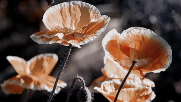 そのすべての栄光でポピーの芽 ポピーの繊細なオレンジ色の色相 ケシの花から蜜を集める 色の組み合わせが成功しました 光の風は ポピーの芽を吹きます ポピーの芝生のスタイリング — ストック動画