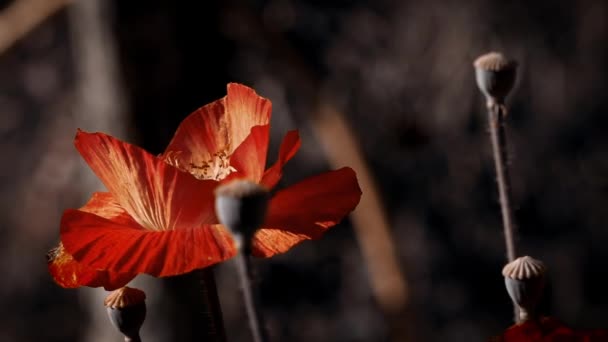 Combinaison Réussie Couleurs Coquelicot Couleur Orange Lumineux Coquelicot Couleur Inhabituelle — Video