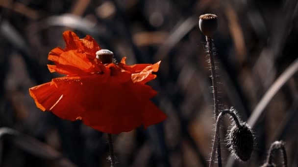 Fragile Délicate Créature Rosée Matin Sur Une Pelouse Pavot Souffle — Video