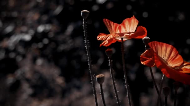 娇嫩的生物 罂粟草坪上的晨露 春天的气息 在空气与和谐的幌子 在阳光下 一个美丽的创造 罂粟芽绽放 罂粟花是有吸引力的和独特的 草坪上花朵的魔力 — 图库视频影像
